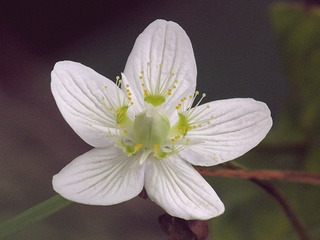 Parnassia_palustris02.jpg