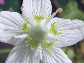 Parnassia_palustris03.jpg