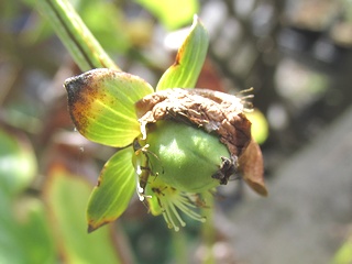 Parnassia_palustris07.jpg