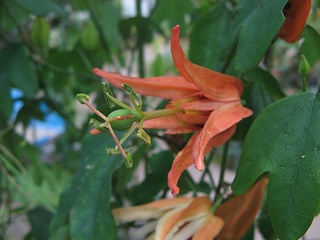 Passiflora_aurantia02.jpg