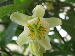 Passiflora_biflora01.jpg