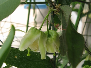 Passiflora_biflora02.jpg