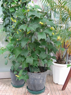 Passiflora_citrina02.jpg