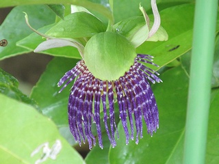 Passiflora_laurifolia02.jpg