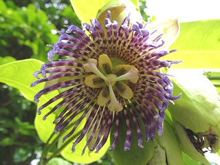 Passiflora_laurifolia03.jpg