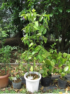 Passiflora_laurifolia04.jpg