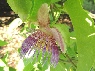 Passiflora_laurifolia07.jpg