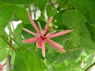 Passiflora_sanguinolenta01.jpg