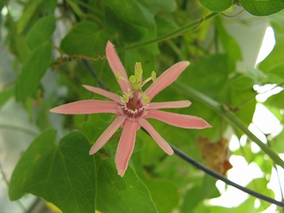 Passiflora_sanguinolenta04.jpg