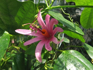 Passiflora_tulae01.jpg