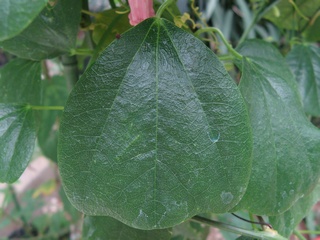 Passiflora_tulae02.jpg