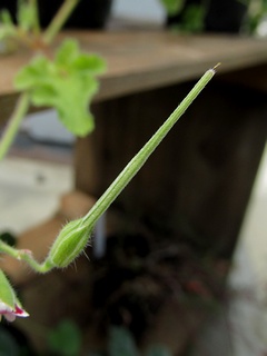 Pelargonium_althaeoides05.jpg