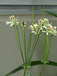 Pelargonium_appendiculatum02.jpg