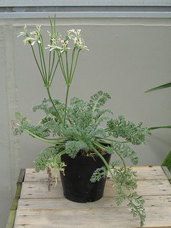 Pelargonium_appendiculatum03.jpg