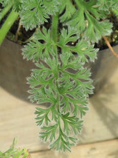 Pelargonium_appendiculatum04.jpg