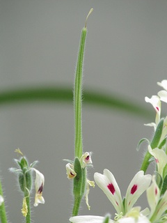 Pelargonium_appendiculatum05.jpg