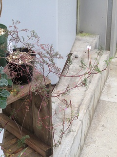Pelargonium_caucalifolium02.jpg