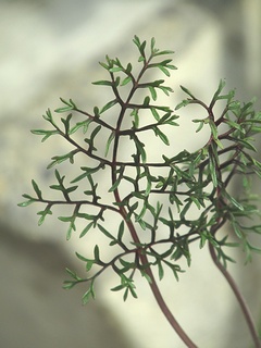 Pelargonium_caucalifolium03.jpg