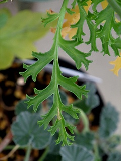 Pelargonium_laxum05.jpg