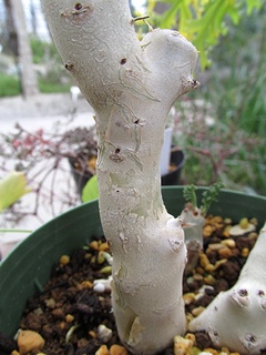 Pelargonium_laxum06.jpg
