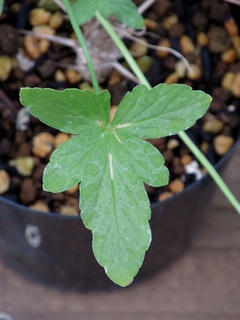 Pelargonium_quinquelobatum03.jpg