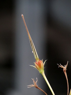 Pelargonium_quinquelobatum04.jpg