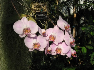 Phalaenopsis02.jpg
