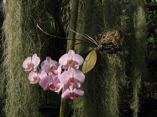 Phalaenopsis04.jpg