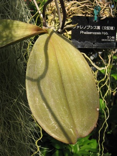 Phalaenopsis05.jpg