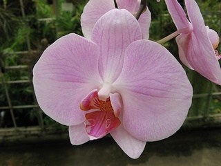 Phalaenopsis07.jpg