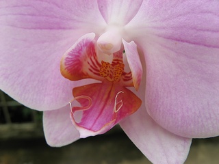 Phalaenopsis08.jpg