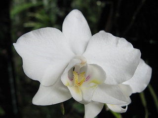 Phalaenopsis09.jpg