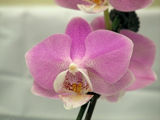 Phalaenopsis_Marukochan01.jpg