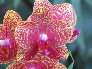 Phalaenopsis_Orchid_World01.jpg