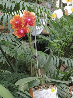 Phalaenopsis_Orchid_World02.jpg