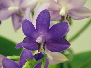 Phalaenopsis_Purple_Martin_x_Fire_Cracker01.jpg