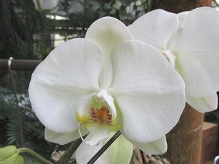 Phalaenopsis_Sogo_Yukidian01.jpg