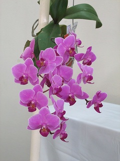 Phalaenopsis_Wedding_Promenade03.jpg