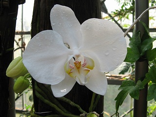 Phalaenopsis_amabilis01.jpg