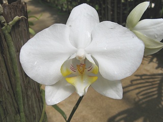Phalaenopsis_amabilis02.jpg