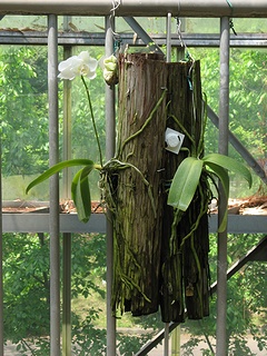 Phalaenopsis_amabilis03.jpg