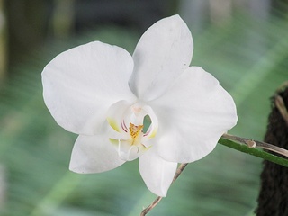 Phalaenopsis_amabilis04.jpg