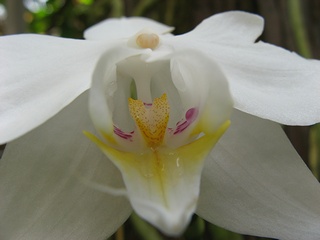Phalaenopsis_aphrodite02.jpg