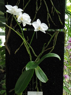 Phalaenopsis_aphrodite03.jpg