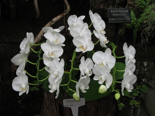 Phalaenopsis_aphrodite04.jpg