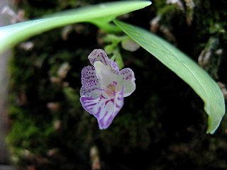 Phalaenopsis_appendiculata01.jpg