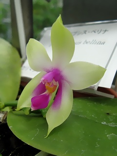 Phalaenopsis_bellina01.jpg