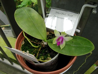 Phalaenopsis_bellina02.jpg