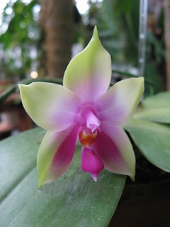 Phalaenopsis_bellina03.jpg