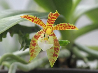 Phalaenopsis_cornu-cervi01.jpg